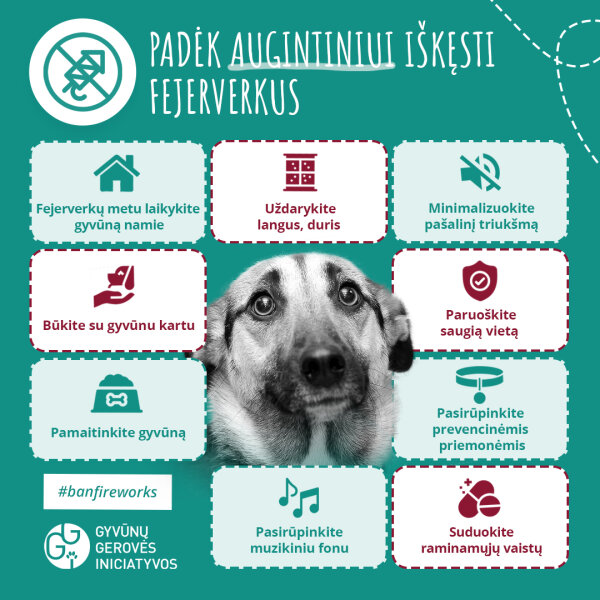 Informacija apie fejerverkų žalą bei kaip padėti gyvūnams juos iškęsti