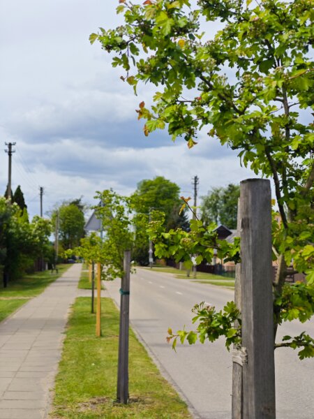 Kazlų Rūda žaliuoja toliau